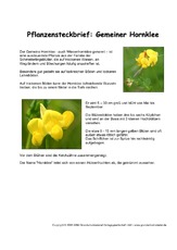 Pflanzensteckbrief-Gemeiner-Hornklee.pdf